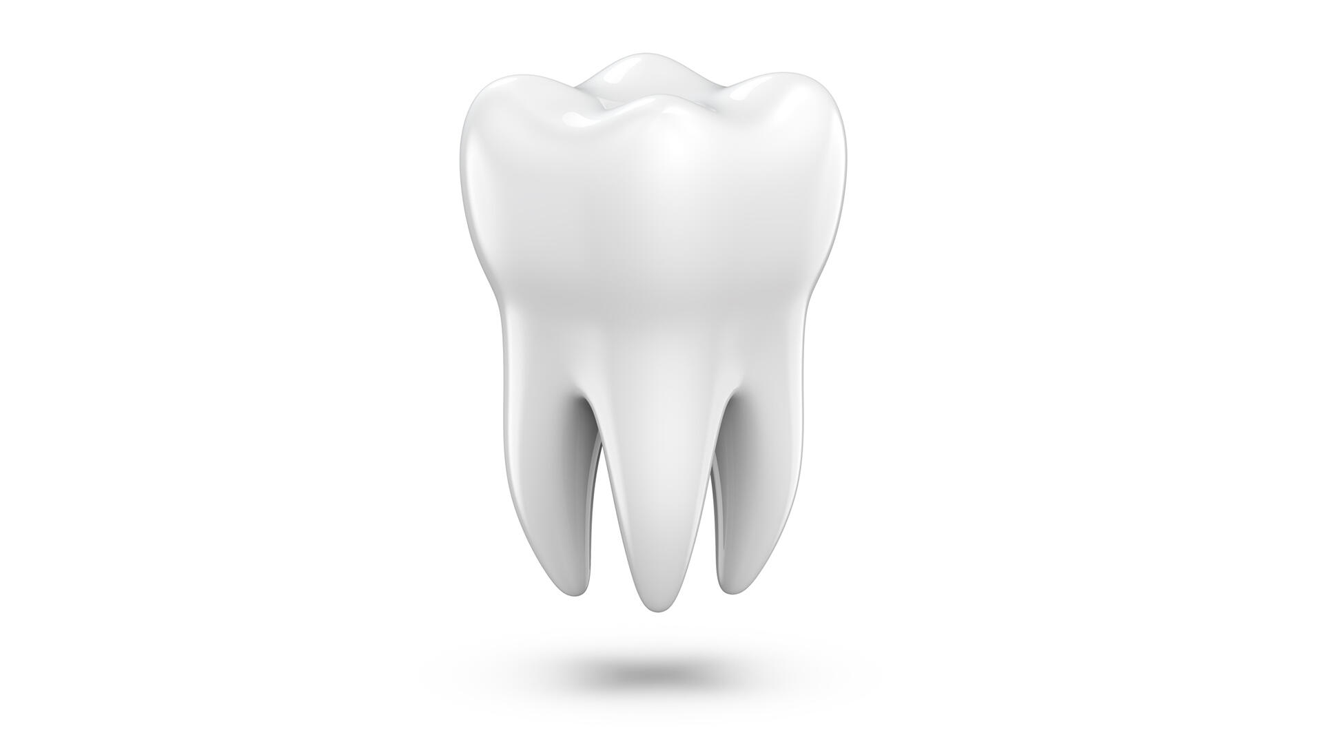 Dental 3d model of premolar tooth as a concept of dental examination teeth, dental health and hygiene. 3d rendering illustration isolated on white background